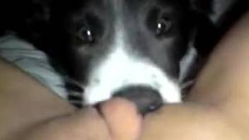 POV cunnilingus video with an obedient canine pussy licker