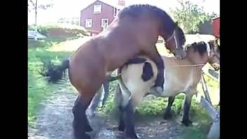 Two ponies pounding outdoors, high-quality zoo sex