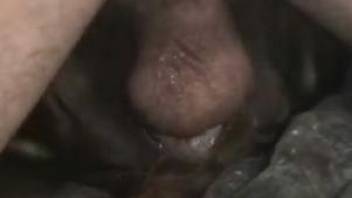 Close-up gape for a submissive animal (zoo XXX)
