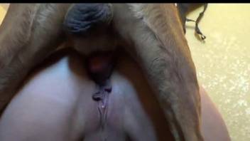 Close-up zoo sex/gape for a soaking wet MILF cunt