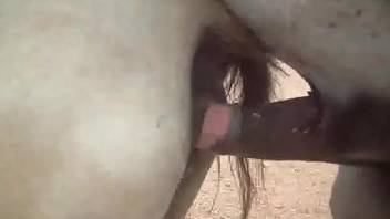 Big-dicked stallion fucks a sexy white mare from behind