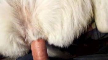 Hot dog fucking POV with a big dicked zoophile fellow