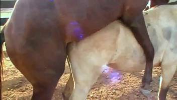Stud horse screwing the mare gets the zoophile all worked up