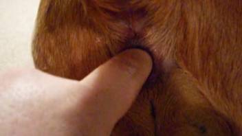 Inquisitive animal enthusiast manually stimulating his canine's moist opening