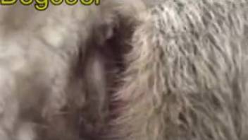 Ewe's vagina fits ideally for a lustful canine