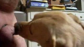 Dog licks horny man's erect dick during his cam masturbation