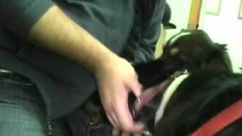 Watch how my trained doggy is blowing my boner in a hot way