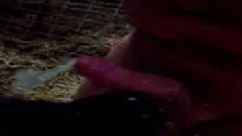 Horny guy moans when the baby veal begins licking his dick