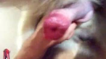 POV handjob video featuring a dog with a red cock