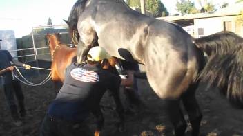Horse with a foot-long cock fucks another horse