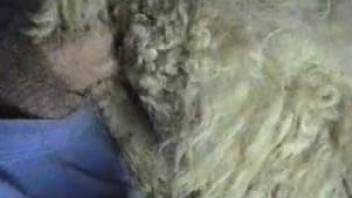 Amateur man fucks with a sheep and cums on its fur