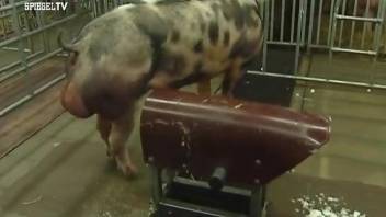 Fantastic bestiality video with two pigs fucking
