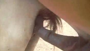Brown stallion shoves his huge cock in a mare cunt