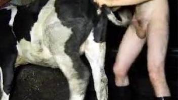 Boots-wearing zoophile happily fucking a hot cow