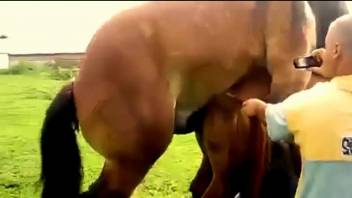 Stallions mating are the best thing for today