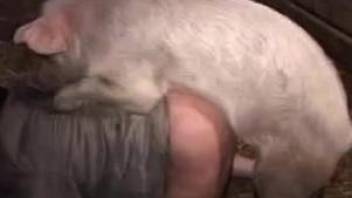 Thick zoophile fucked on all fours by a kinky pig