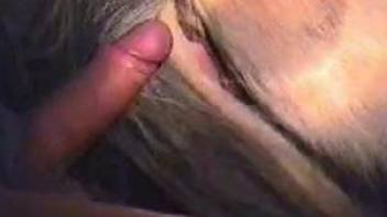 Dude's hard boner disappears in a mare's pussy