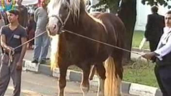 Horse showing off its cock in public and getting hard