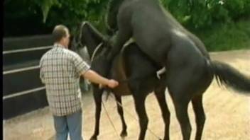Powerful stallion pounding his mare is sending the zoo enthusiast into a frenzy.