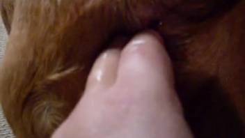 Incredible zoomed-in animal sex porn fingering clip