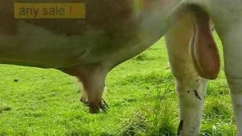 Close-up footage showcasing the bull's beautiful cock