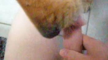 Dog licks master's dick when he jerks off on live cam