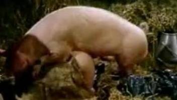 Farm hotties getting fucked by a pig together