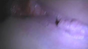 Detailed insertion views in homemade bestiality footage