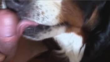 POV blowjob from a submissive dog with a playful tongue