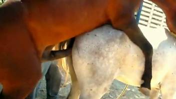 Stallion with a hard boner fucks a submissive mare