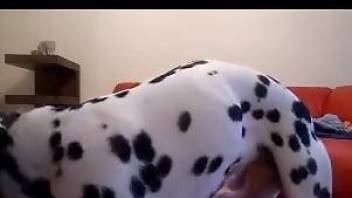 Collared teen girl is a slave to her dirty Dalmatian