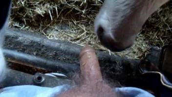 Dude fucks a cow in a taboo POV bestiality video