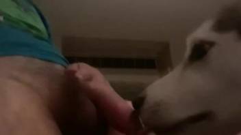 Dog pleases owner by licking his balls and the dick
