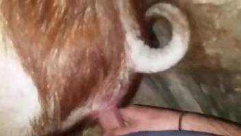 Man sticks entire penis in animal's ass