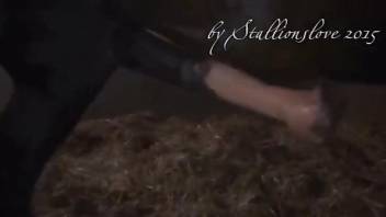 Huge horse cock