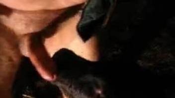 Black retriever is sucking a small dick of a dog lover