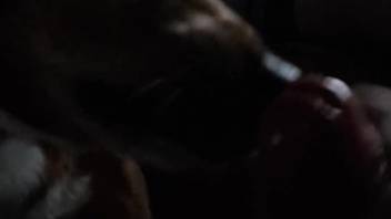 Aroused guy allows the canine to tongue and smell his massive penis
