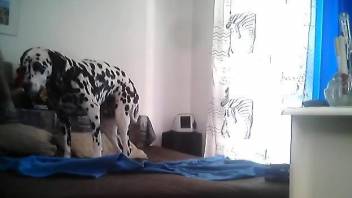 Dalmatian waits for his master to come and play with him