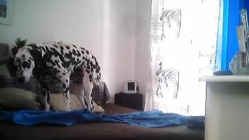 Dalmatian sits on the bed and waits for the horny female