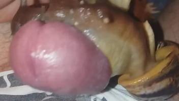King of snail fucking cums in a POV porn video