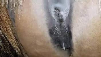 Dude dominates a mare's pussy and blows his load inside it