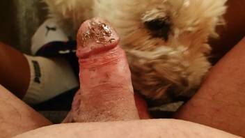 Sexy dog licking a dude's penis and balls in POV