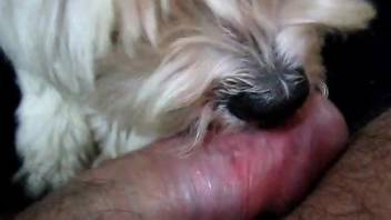 Sexy dog licking a dude's dick in a hot amateur vid