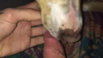 Man sticks his big dick into the dog's mouth