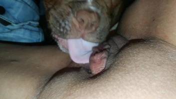 Horny woman loves the dog licking her clit like that