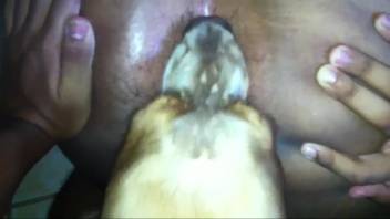 Nude guy allows the dog to deeply tongue his butt in insane clips