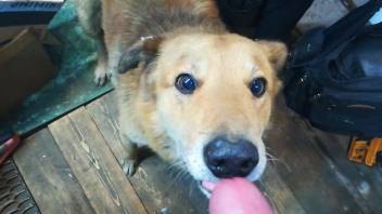 Horny guy enjoys the dog tonguing his cock in that manner