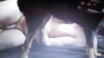 Secret camera recording centered on homosexual animal intercourse