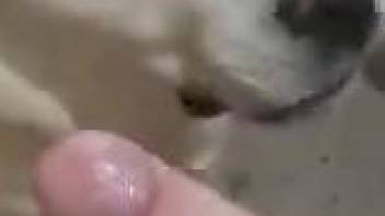 Dude gets a nice blowjob from a very sexy dog in POV
