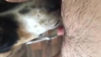 Hairy slit getting licked by a very sexy beast